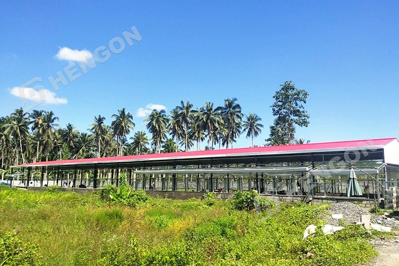 Pollos de engorde filipinos en jaulas